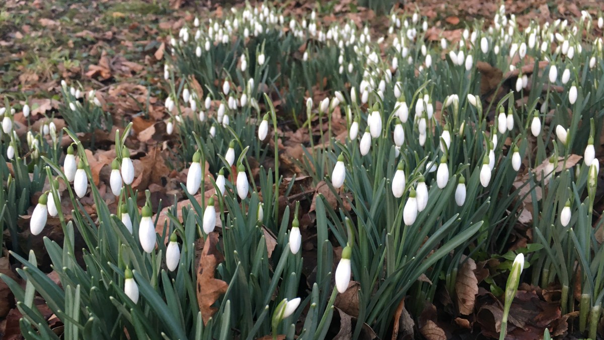 Office Speak: “Agile with a capital ‘A'” and “agile with a small ‘a'”