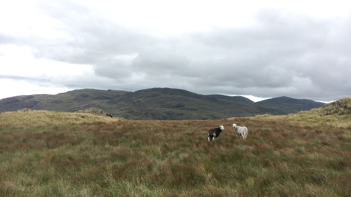 I’m reading… “The Shepherd’s Life: A Tale of the Lake District” by James&nbsp;Rebanks