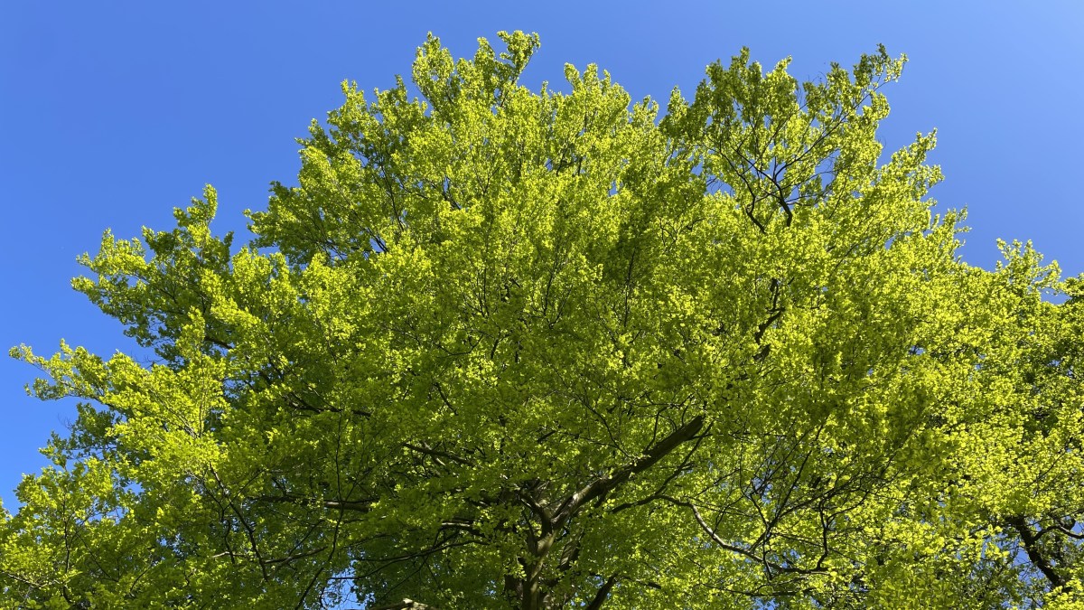 “The White Noise of Modern Life” – can you hear&nbsp;it?